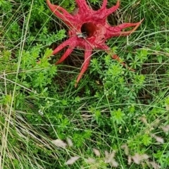 Aseroe rubra at Kosciuszko National Park - 5 Jan 2024