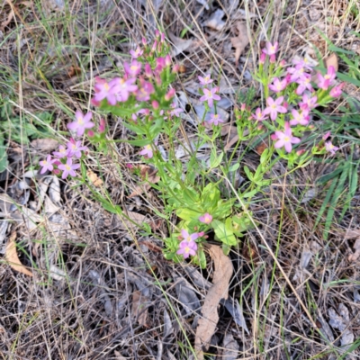 Centaurium erythraea (Common Centaury) at Watson Woodlands - 6 Jan 2024 by abread111