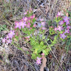 Centaurium erythraea at Justice Robert Hope Reserve (JRH) - 6 Jan 2024