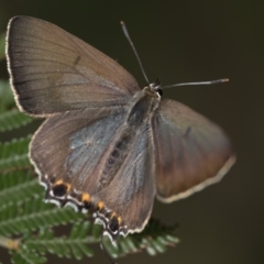 Jalmenus ictinus (Stencilled Hairstreak) at Campbell Park Woodland - 7 Jan 2024 by patrickcox
