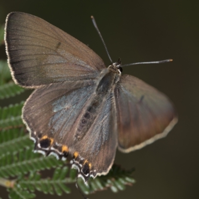 Jalmenus ictinus (Stencilled Hairstreak) at Mount Ainslie - 6 Jan 2024 by patrickcox