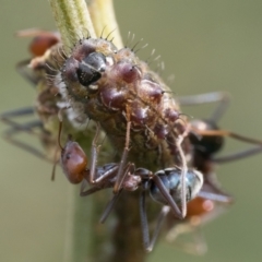 Jalmenus ictinus (Stencilled Hairstreak) at Campbell Park Woodland - 7 Jan 2024 by patrickcox