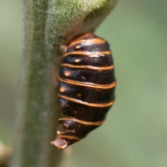 Jalmenus ictinus at Campbell Park Woodland - 7 Jan 2024 10:30 AM