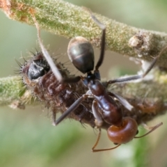 Jalmenus ictinus at Campbell Park Woodland - 7 Jan 2024 10:30 AM