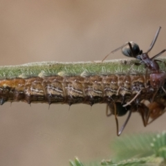 Jalmenus ictinus at Campbell Park Woodland - 7 Jan 2024