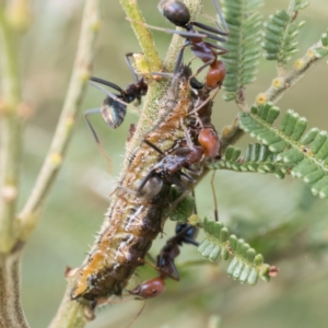 Jalmenus ictinus at Campbell Park Woodland - 7 Jan 2024 10:30 AM