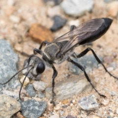 Sphex sp. (genus) (Unidentified Sphex digger wasp) at Pialligo, ACT - 7 Jan 2024 by patrickcox