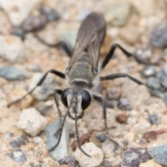 Sphex sp. (genus) at Campbell Park Woodland - 7 Jan 2024