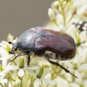 Bisallardiana gymnopleura at Mount Ainslie - 7 Jan 2024