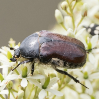 Bisallardiana gymnopleura (Brown flower chafer) at Pialligo, ACT - 7 Jan 2024 by patrickcox