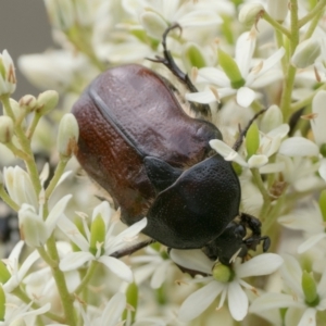 Bisallardiana gymnopleura at Mount Ainslie - 7 Jan 2024 11:30 AM