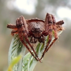 Dolophones sp. (genus) (Wrap-around Spider) at Aranda Bushland - 5 Jan 2024 by CathB