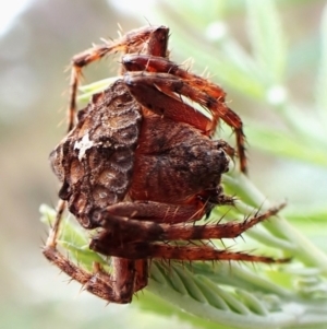 Dolophones sp. (genus) at Aranda Bushland - 5 Jan 2024