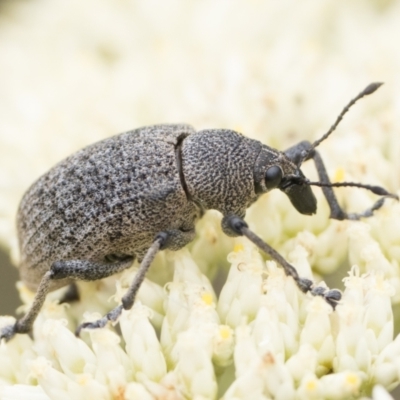 Rhinaria sp. (genus) (Unidentified Rhinaria weevil) at Tennent, ACT - 4 Jan 2024 by patrickcox