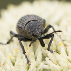 Rhinaria sp. (genus) at Namadgi National Park - 5 Jan 2024