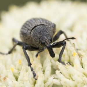 Rhinaria sp. (genus) at Namadgi National Park - 5 Jan 2024