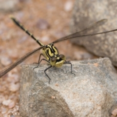 Austrogomphus guerini (Yellow-striped Hunter) at Namadgi National Park - 5 Jan 2024 by patrickcox