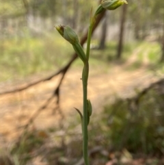 Calochilus saprophyticus (Leafless Beard Orchid) at Kosciuszko National Park - 18 Dec 2023 by AJB