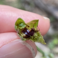 Calochilus saprophyticus at Kosciuszko National Park - 18 Dec 2023