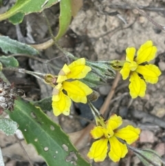 Goodenia hederacea subsp. hederacea (Ivy Goodenia, Forest Goodenia) at Cavan, NSW - 7 Jan 2024 by JaneR