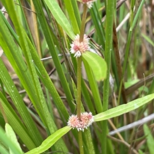 Alternanthera denticulata at Cavan, NSW - 7 Jan 2024