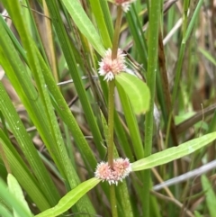 Alternanthera denticulata (Lesser Joyweed) at Cavan, NSW - 7 Jan 2024 by JaneR