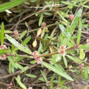 Alternanthera denticulata at Cavan, NSW - 7 Jan 2024 02:06 PM