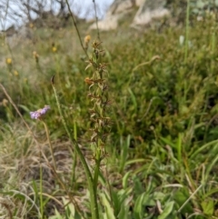 Prasophyllum tadgellianum (Tadgell's leek orchid) at Cotter River, ACT - 6 Jan 2024 by MattM