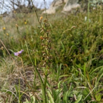 Paraprasophyllum tadgellianum (Tadgell's leek orchid) at Namadgi National Park - 7 Jan 2024 by MattM