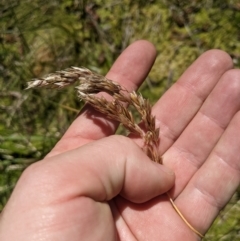 Hierochloe redolens (Sweet Holy Grass) at Cooleman, NSW - 6 Jan 2024 by MattM