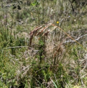 Hierochloe redolens at Kosciuszko National Park - 6 Jan 2024