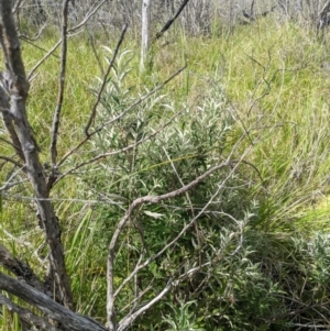 Olearia phlogopappa subsp. continentalis at Namadgi National Park - 6 Jan 2024