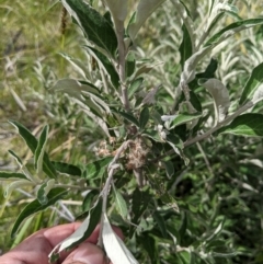 Olearia phlogopappa subsp. continentalis at Namadgi National Park - 6 Jan 2024