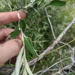 Olearia phlogopappa subsp. continentalis at Namadgi National Park - 6 Jan 2024