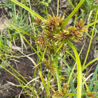 Cyperus eragrostis (Umbrella Sedge) at Cavan, NSW - 7 Jan 2024 by JaneR