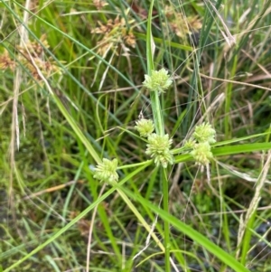 Cyperus eragrostis at Cavan, NSW - 7 Jan 2024 02:43 PM