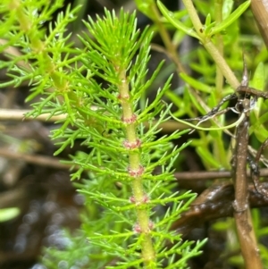 Myriophyllum crispatum at Cavan, NSW - 7 Jan 2024