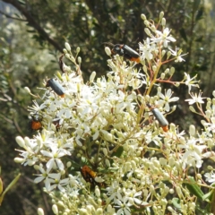 Chauliognathus lugubris (Plague Soldier Beetle) at Kambah, ACT - 6 Jan 2024 by HelenCross