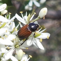 Phyllotocus navicularis (Nectar scarab) at Kambah, ACT - 6 Jan 2024 by HelenCross