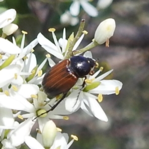 Phyllotocus navicularis at Bullen Range - 6 Jan 2024 04:10 PM