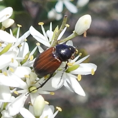 Phyllotocus navicularis (Nectar scarab) at Bullen Range - 6 Jan 2024 by HelenCross