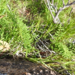 Cheilanthes sieberi subsp. sieberi (Narrow Rock Fern) at Kambah, ACT - 6 Jan 2024 by HelenCross