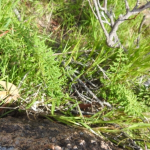 Cheilanthes sieberi subsp. sieberi at Bullen Range - 6 Jan 2024 04:12 PM