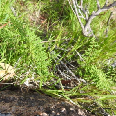 Cheilanthes sieberi subsp. sieberi (Mulga Rock Fern) at Bullen Range - 6 Jan 2024 by HelenCross