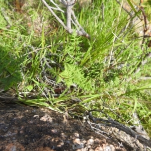 Cheilanthes sieberi subsp. sieberi at Bullen Range - 6 Jan 2024