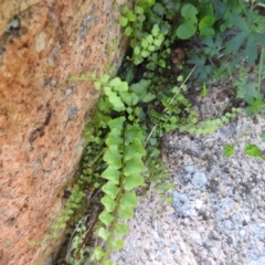 Asplenium flabellifolium (Necklace Fern) at Kambah, ACT - 6 Jan 2024 by HelenCross