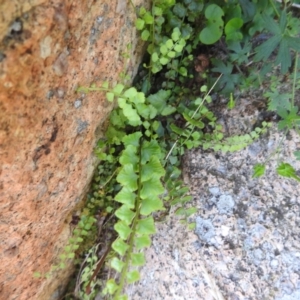 Asplenium flabellifolium at Bullen Range - 6 Jan 2024