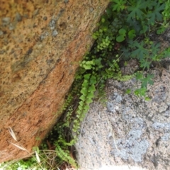 Asplenium flabellifolium at Bullen Range - 6 Jan 2024