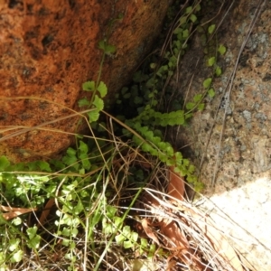 Asplenium flabellifolium at Bullen Range - 6 Jan 2024