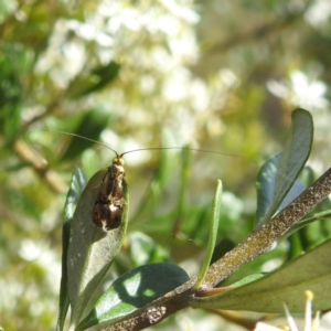 Nemophora (genus) at Bullen Range - 6 Jan 2024